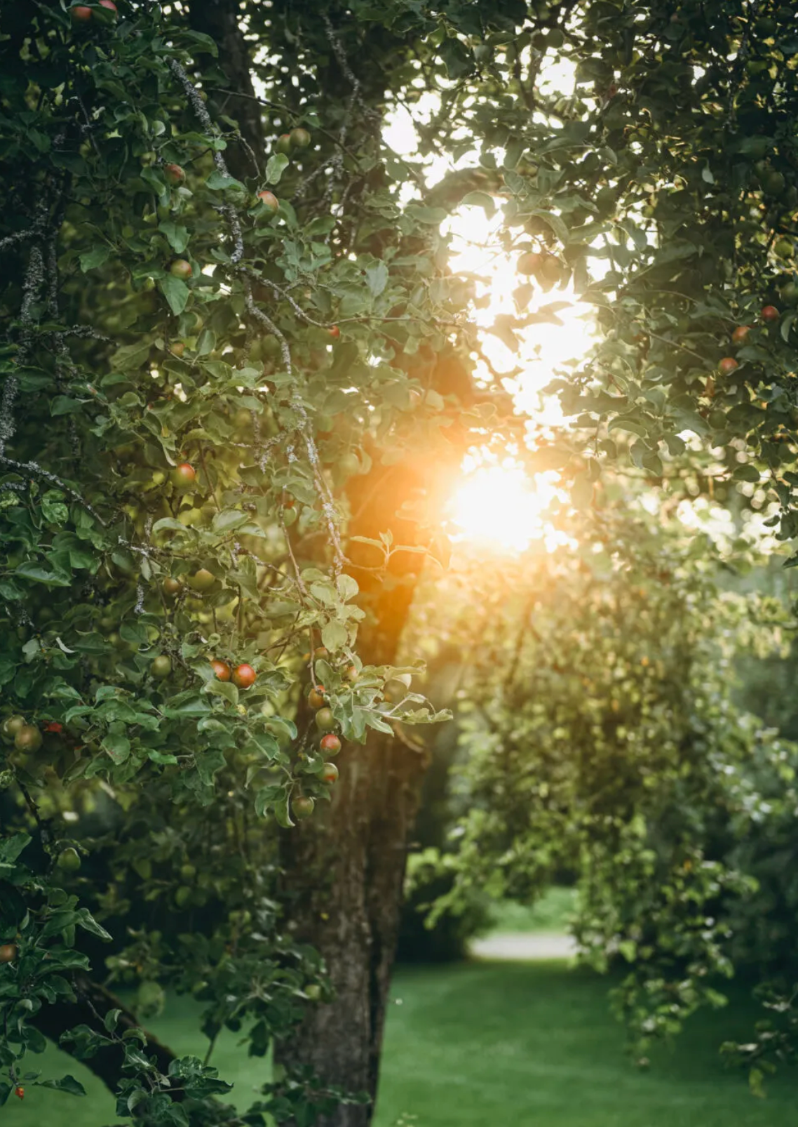 Cozy Publishing Nordic Summer Cookbook