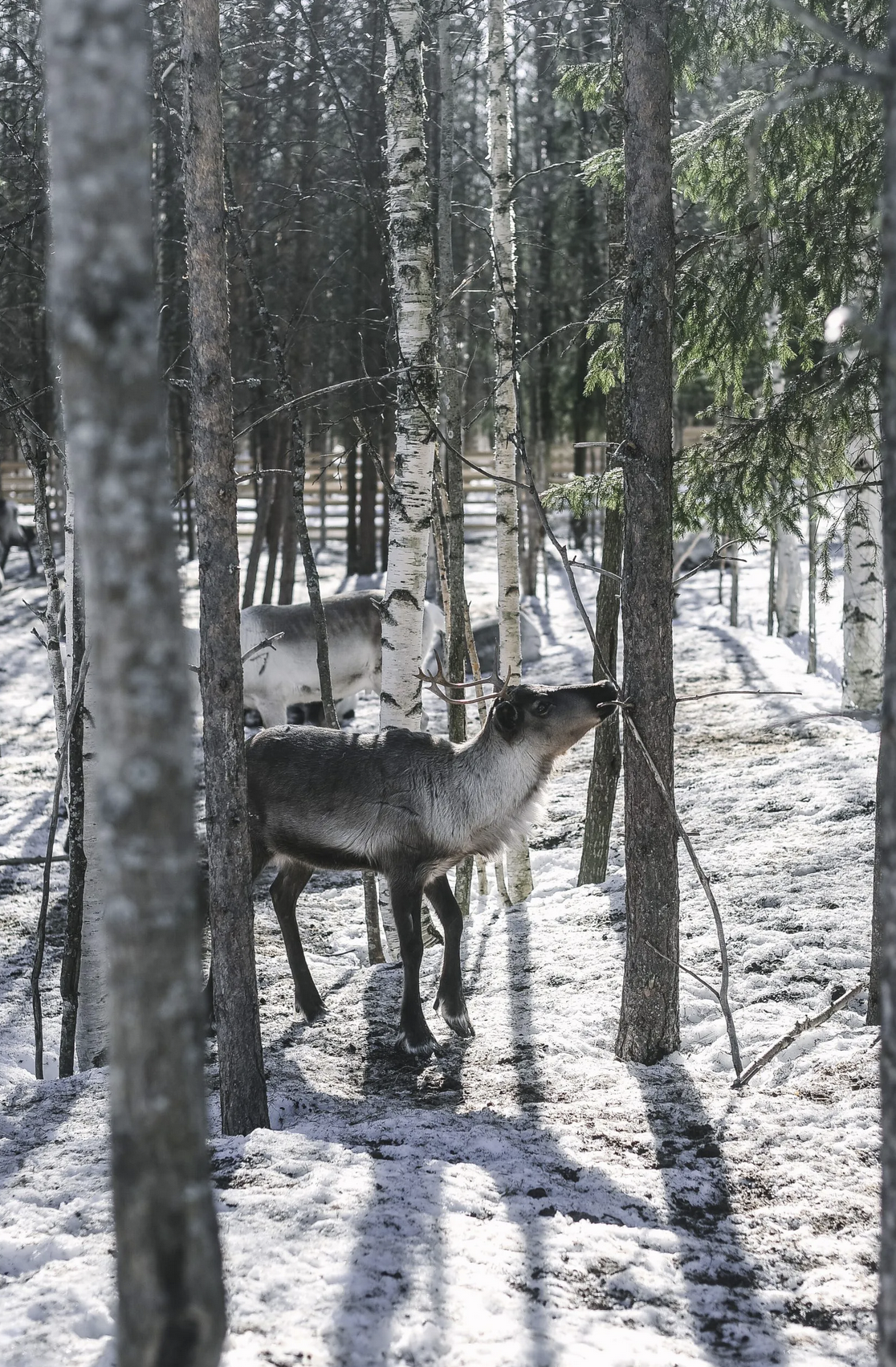 Cozy Publishing Eat Finland Book