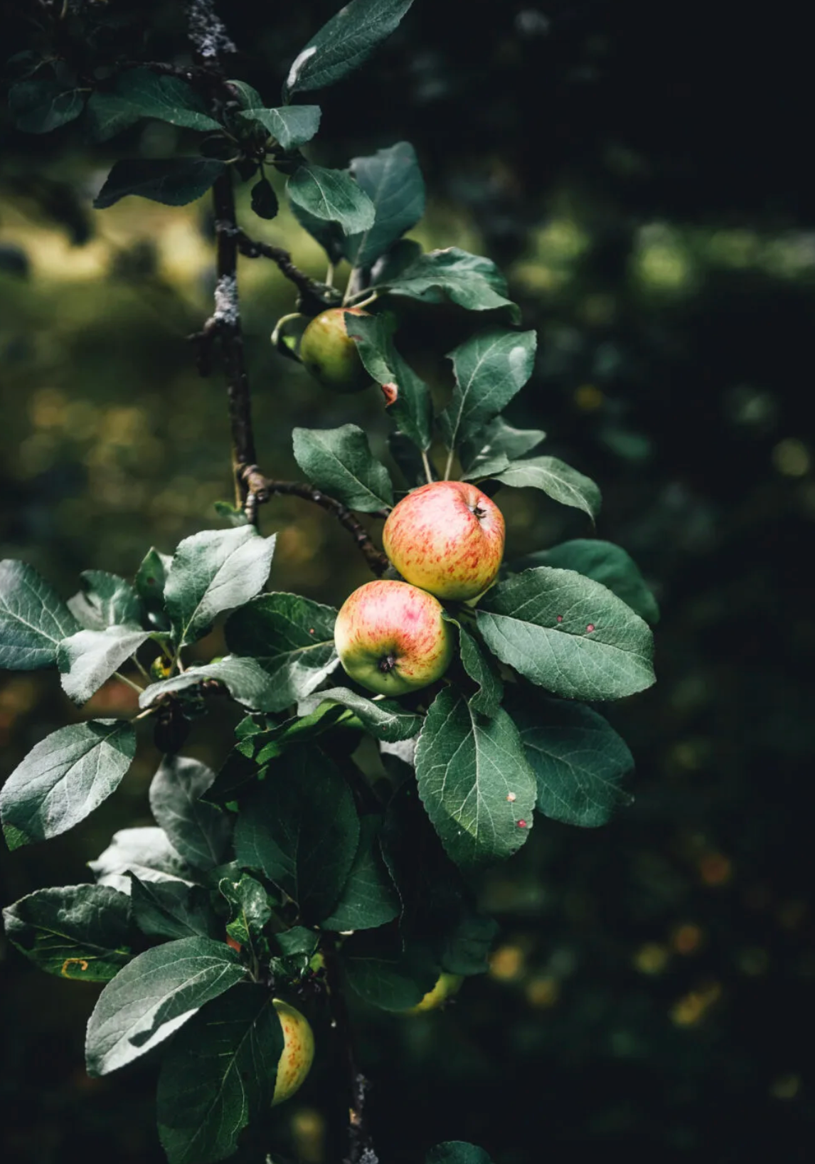 Cozy Publishing Nordic Summer Cookbook