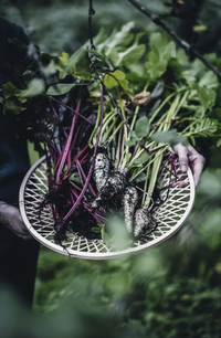 Cozy Publishing From Oven To Table