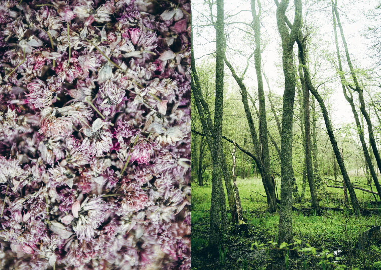 Cozy Publishing Cookbook: Chef’S Wild Nordic – Recipes For 72 Micro-Seasons