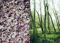 Cozy Publishing Cookbook: Chef’S Wild Nordic – Recipes For 72 Micro-Seasons