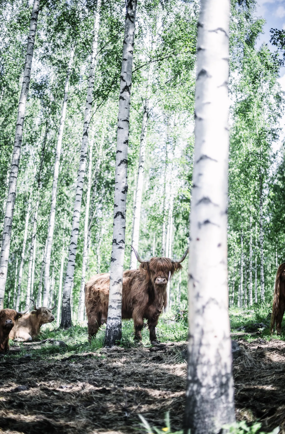 Cozy Publishing Eat Finland Book